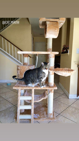 Boston Cat Tree – Kitty Mansions