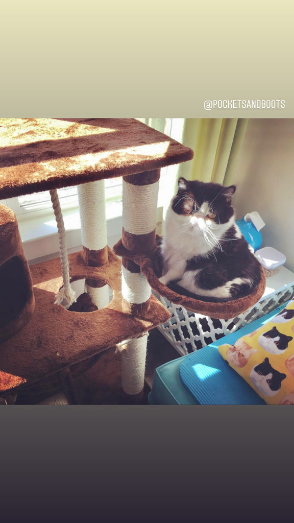 Boston Cat Tree – Kitty Mansions