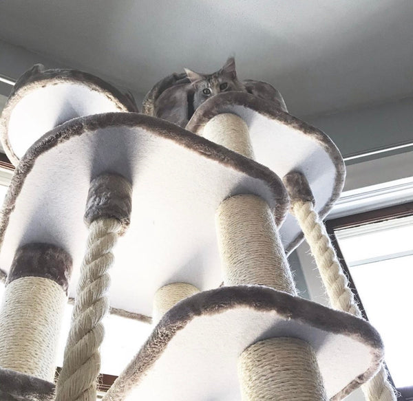 Everest Kitty Mansions